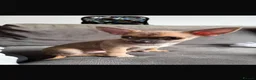 Chihuahua dogs for sale: Boy Chihuahua in Blackburn - Advert 1