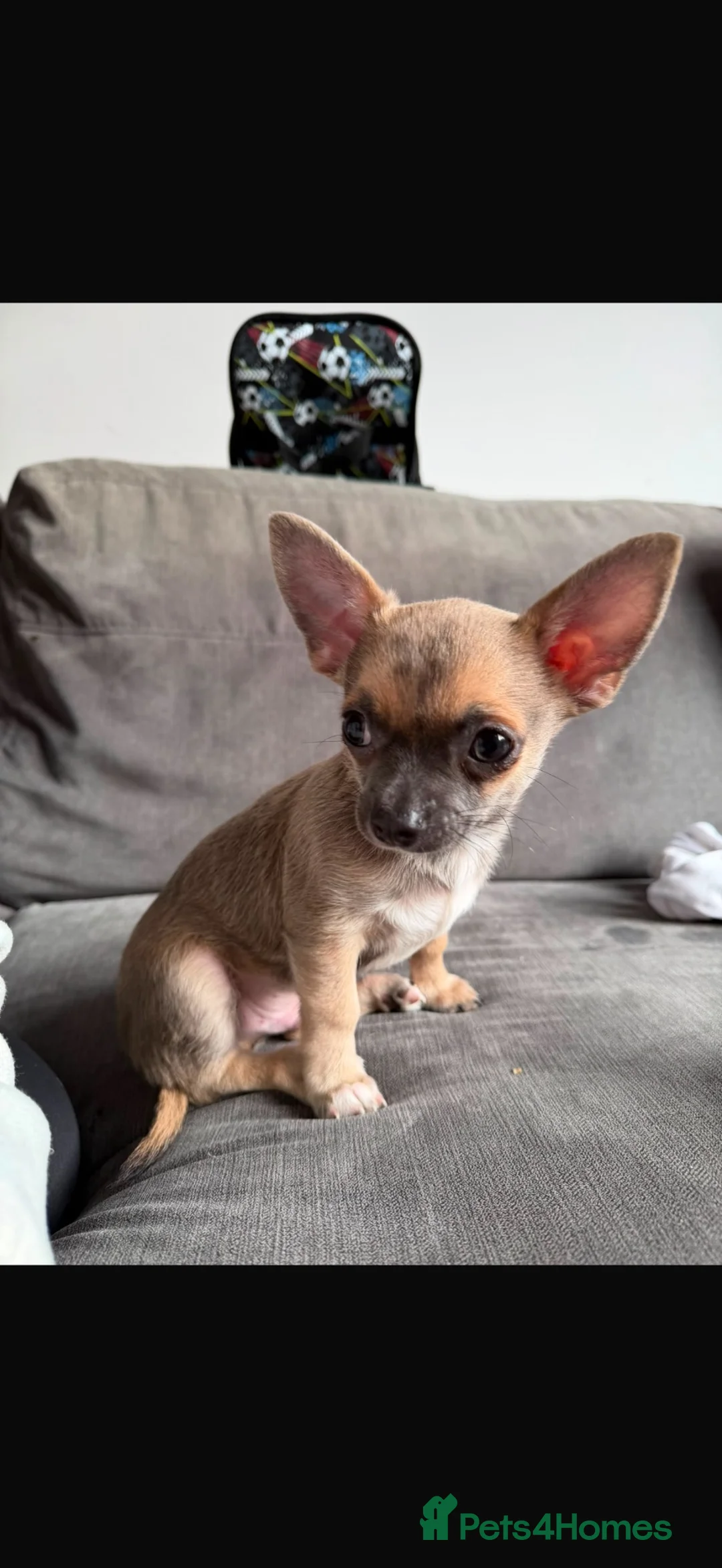 Chihuahua dogs for sale: Boy Chihuahua in Blackburn - Advert 1
