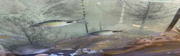 Barbs fish for sale: Two Filament Barbs for Sale - Advert 3