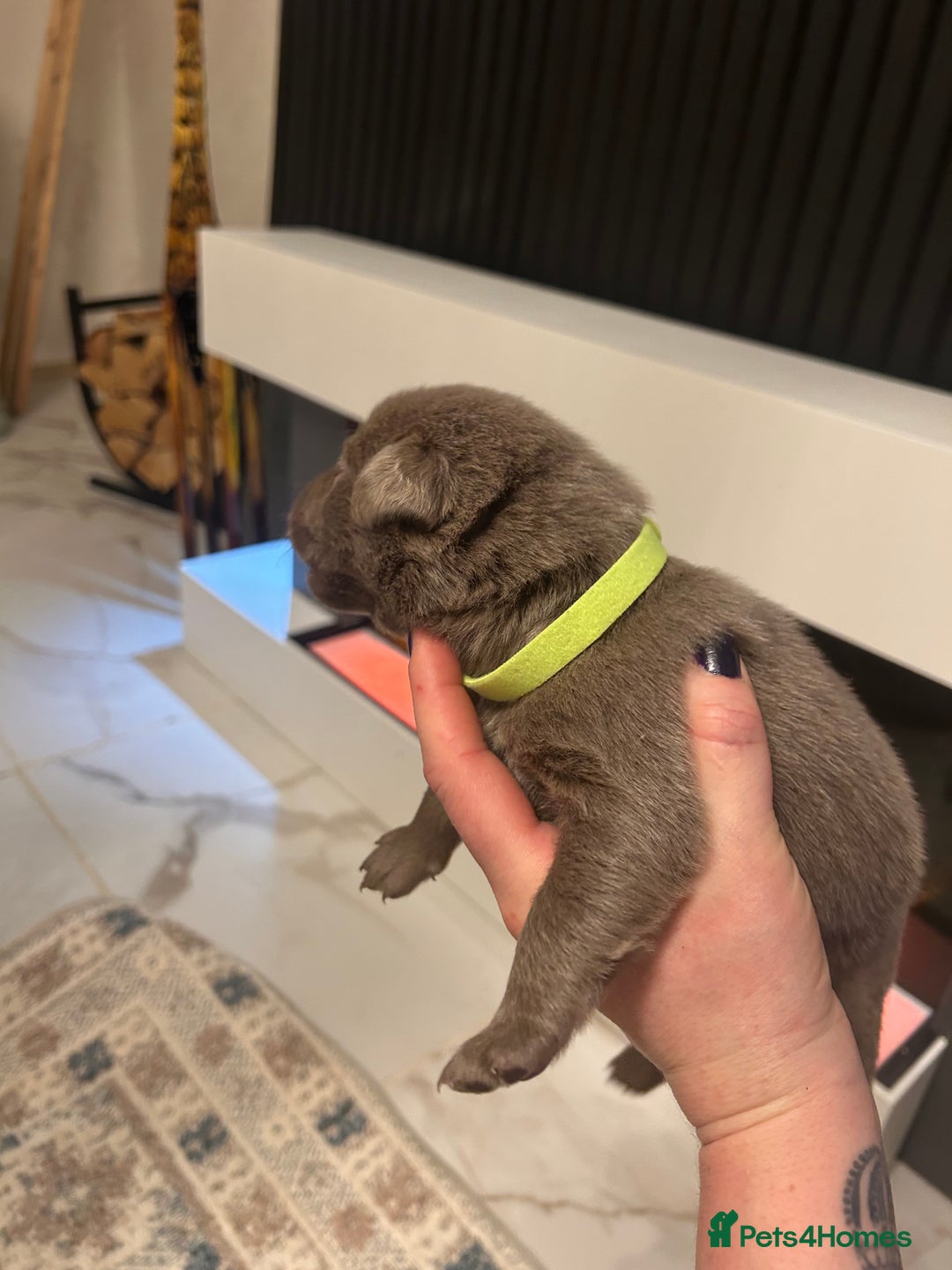 Labrador Retriever dogs for sale:  Silver Labrador retriver - Advert 12