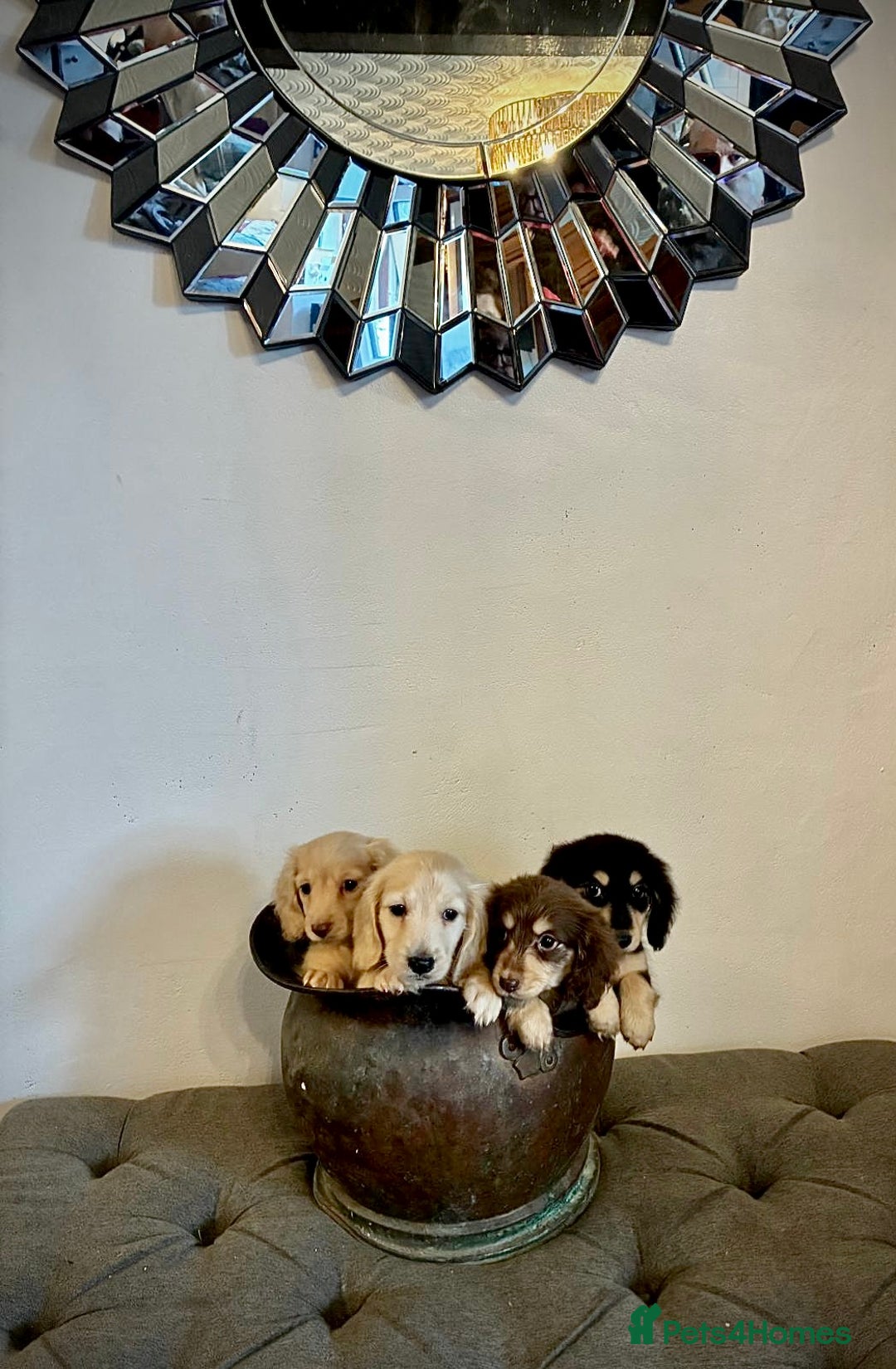 Miniature Dachshund dogs for sale: cream colour's KC miniture dachshund - Image 2