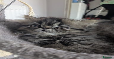 Persian cats - Advert 11