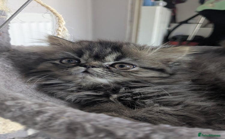 Persian cats - Advert 2