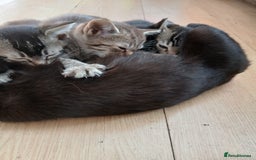 Oriental cats for sale: 2girls 1 boy - Advert 30