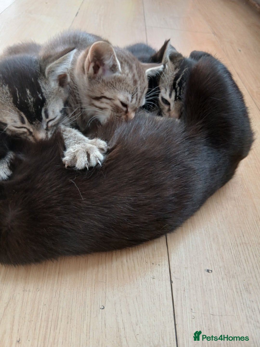 Oriental cats for sale: 2girls 1 boy - Advert 30