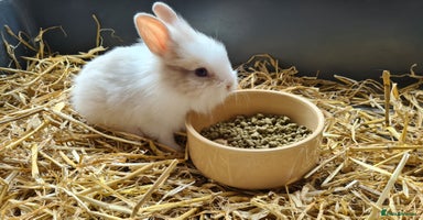 Lionhead rabbits - Advert 5