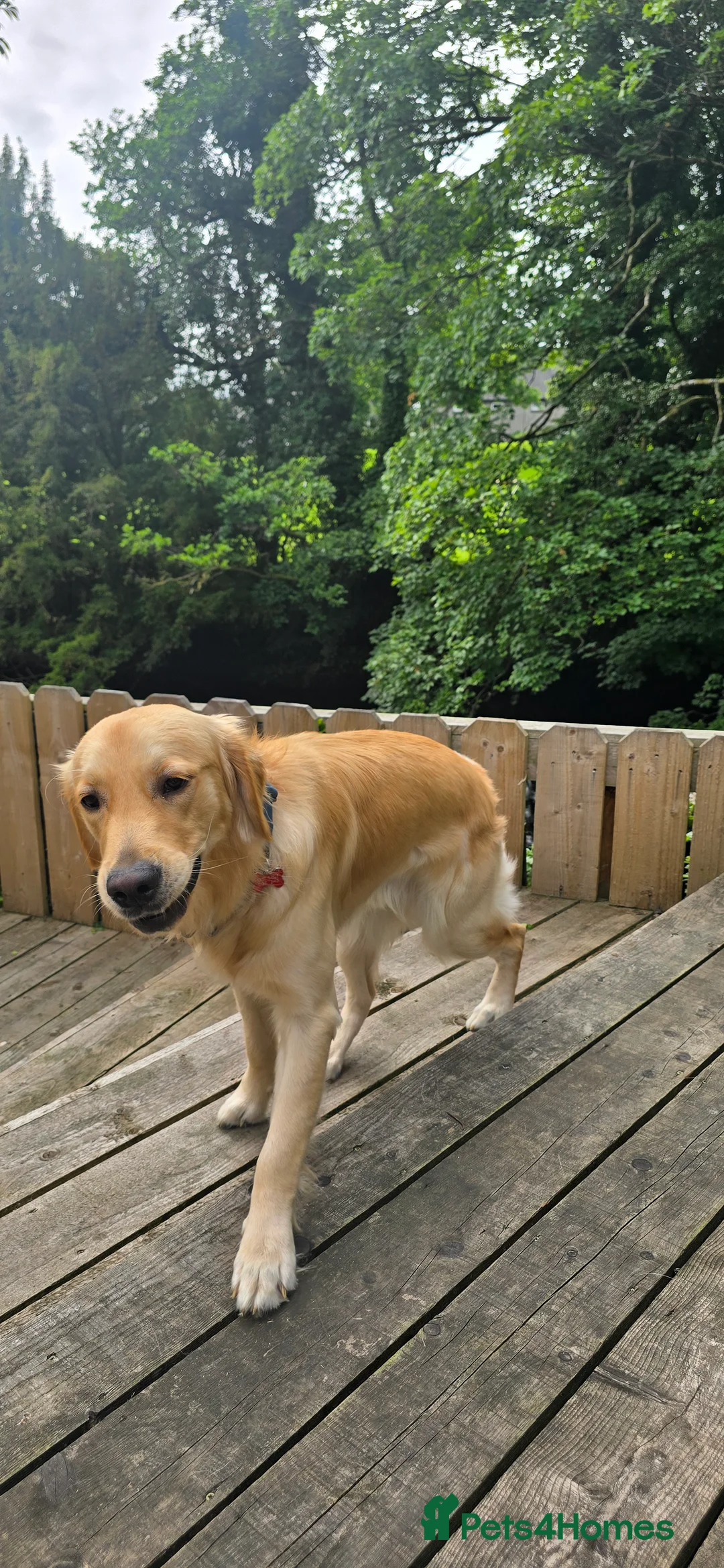 Golden Retriever dogs for stud: Golden Retriever Stud-Meet Hamish - Advert 11