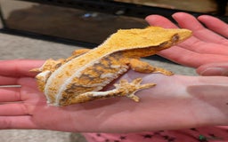 Gecko reptiles for sale: Beautiful Female Crested Geckos    - Image 13