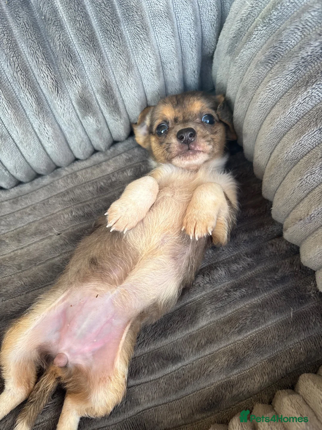 Jack Russell dogs for sale: 🐾 Beautiful Jack Russell Merle Puppy 🐾 - Advert 8