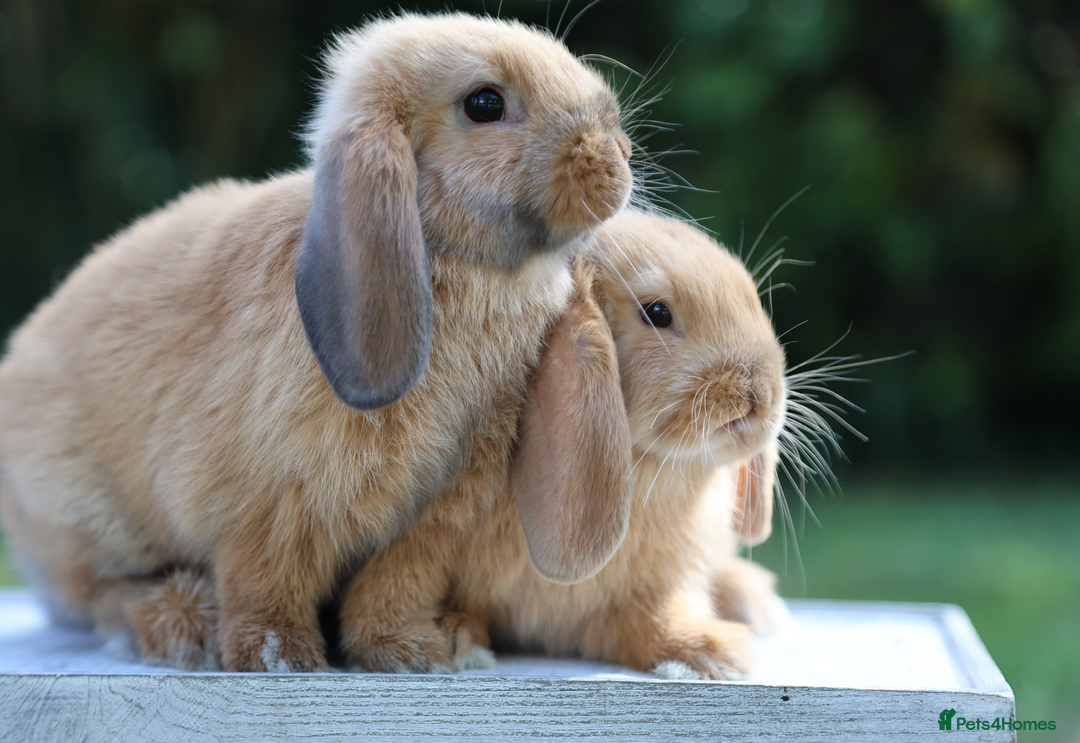 Mini Lop rabbits for sale: Two gorgeous, friendly mini lop rabbits, ready now - Image 3