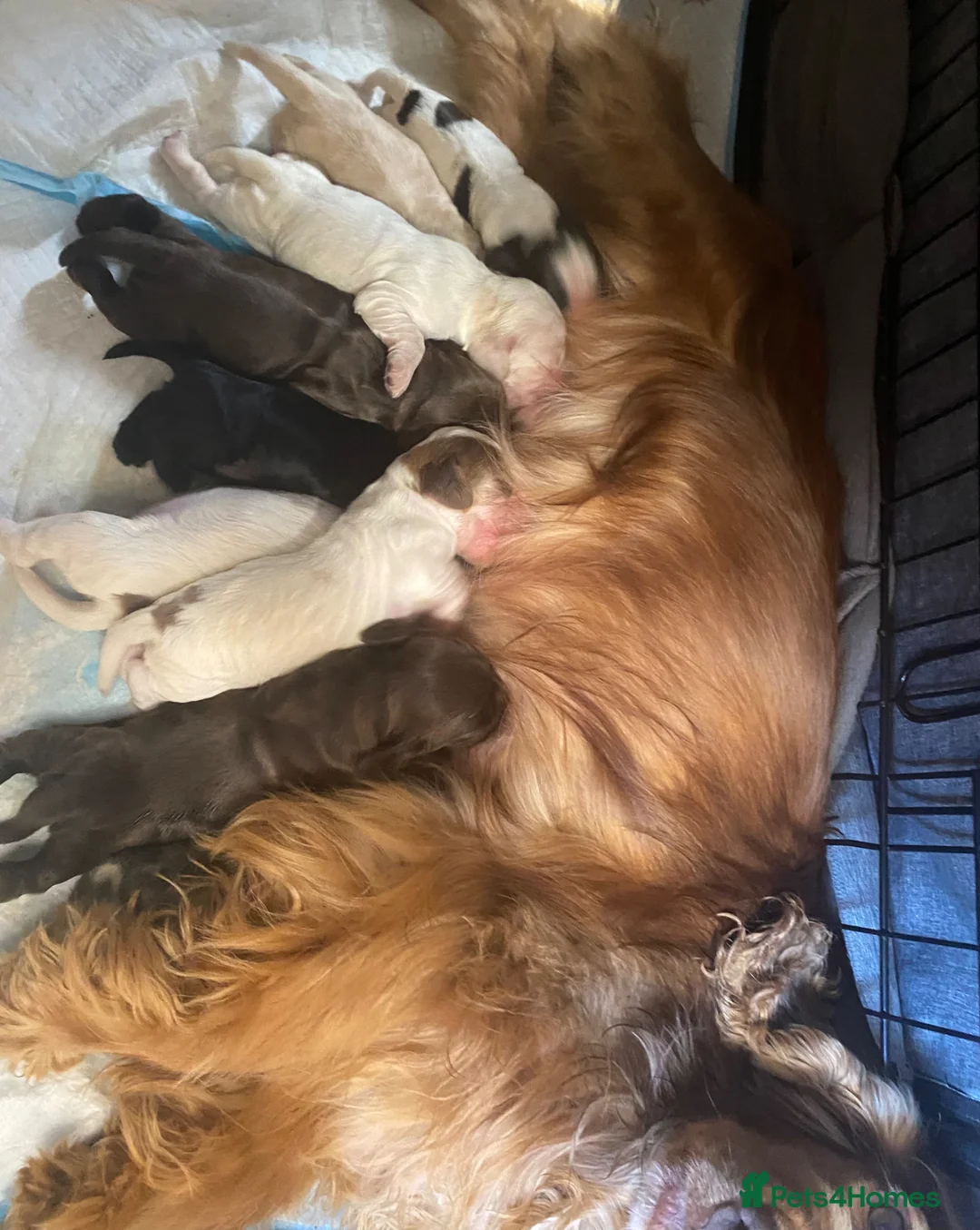 Cocker Spaniel dogs for sale: Outstanding Show Type cocker spaniels  - Advert 9