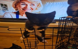 Mixed Breed cats for sale: 4 sweet little kittens Ready for a New Home  - Image 7
