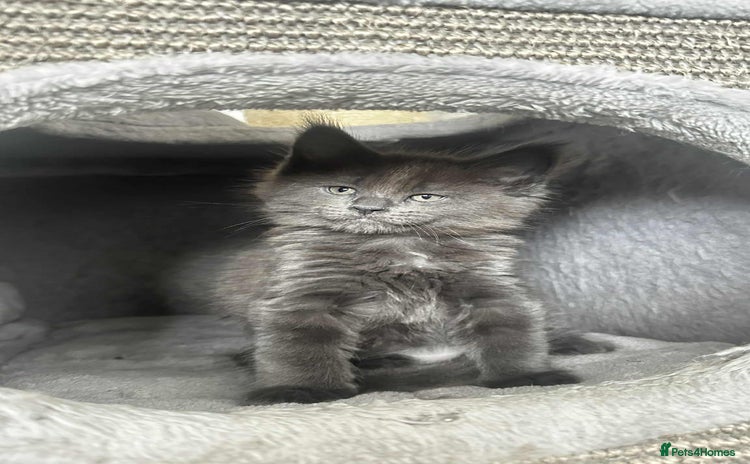 Maine Coon cats - Advert 16