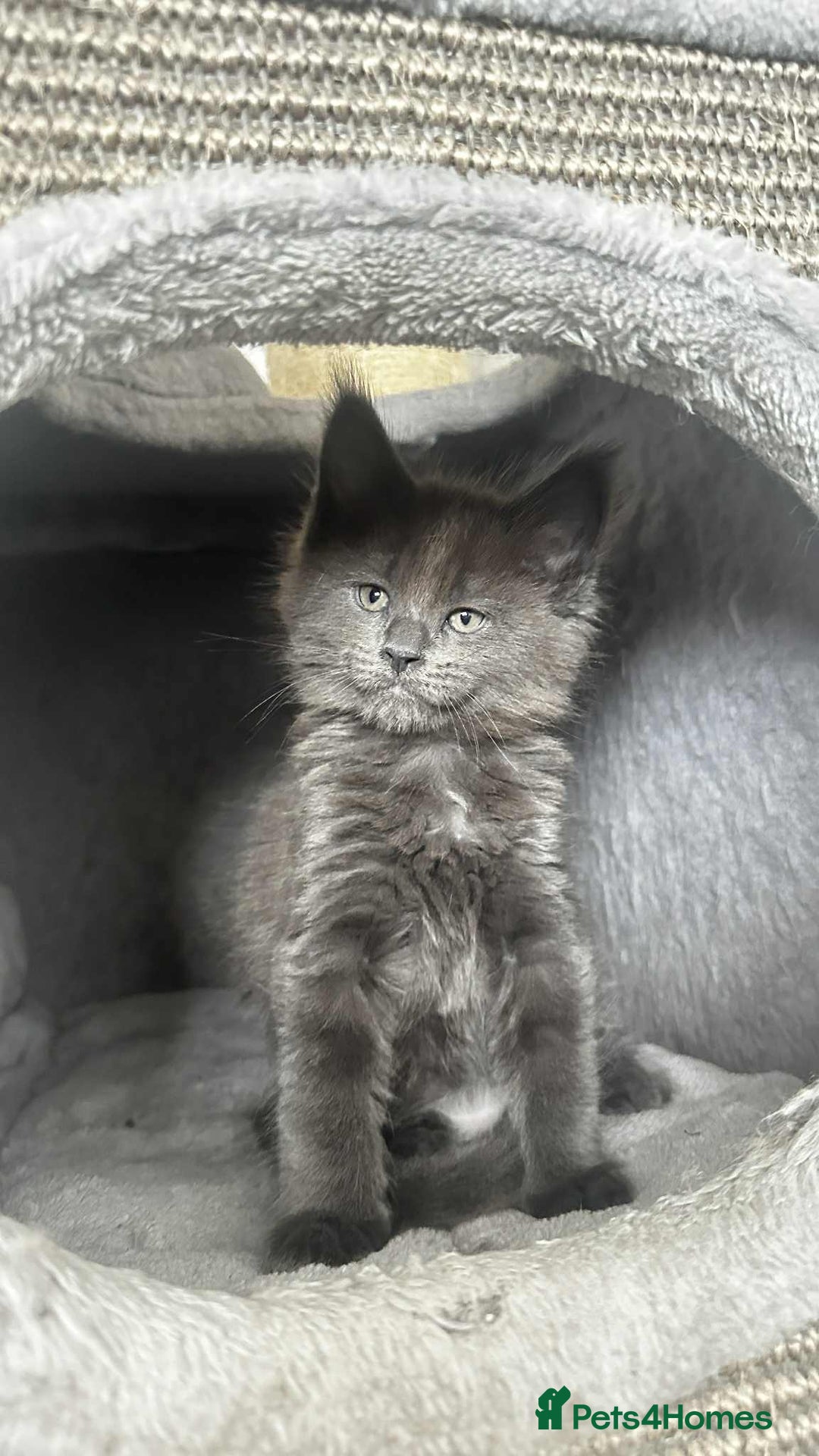 Maine Coon cats for sale: Maine coon - Image 1
