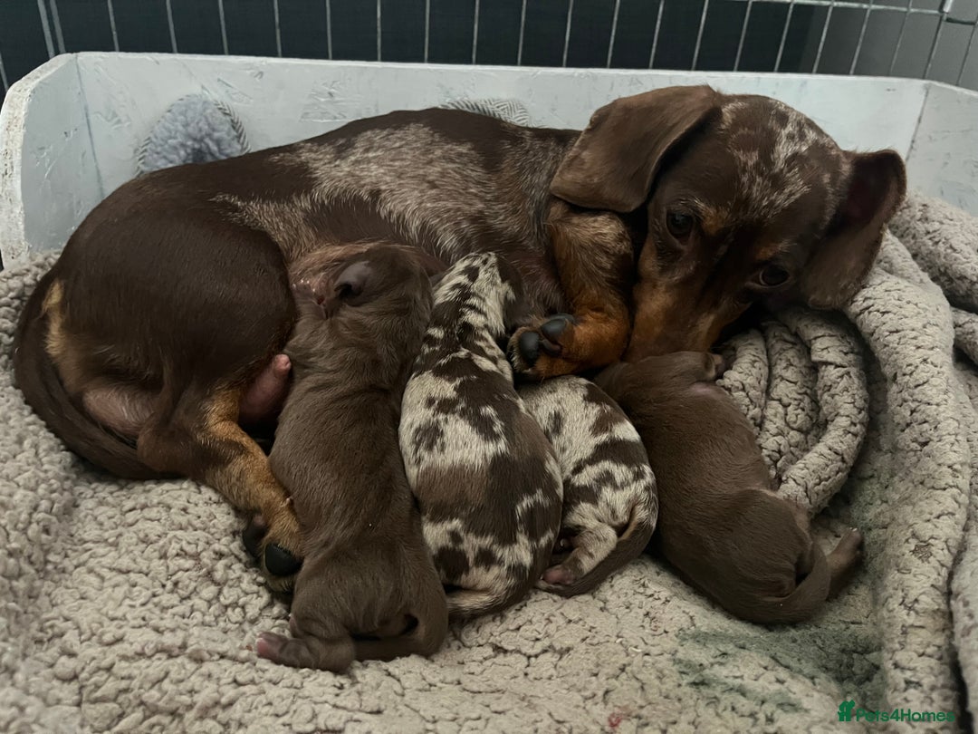 Miniature Dachshund dogs for stud: Proven, KC Reg, PRA clear, Miniature Dachshund  in Hinckley - Image 12