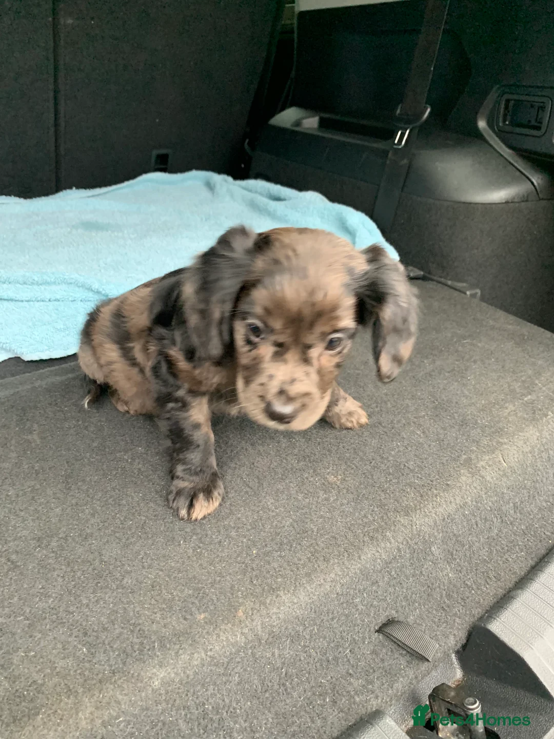 Cocker Spaniel dogs for sale: Cocker spaniel  show type in Longfield - Advert 7