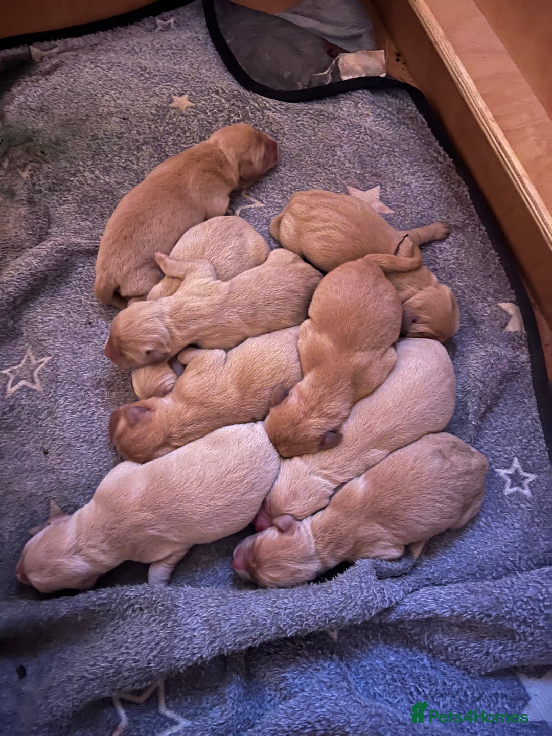 Labrador Retriever dogs for sale: Labrador Retriever puppy’s  - Image 2