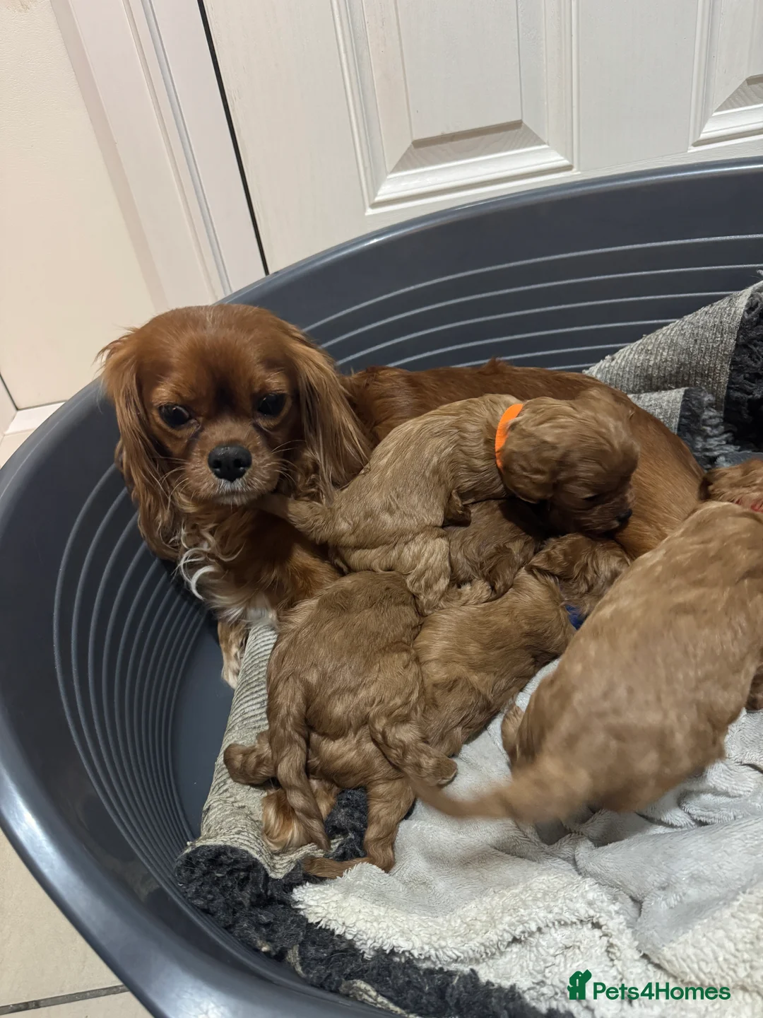 Cavapoo dogs for sale: Superb quality Cavapoo Puppies  - Advert 1