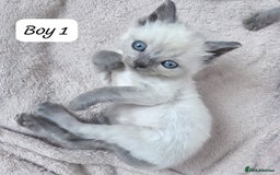 Ragdoll cats for sale: RAGDOLL X BSH KITTENS 2 BOYS LEFT - Image 5