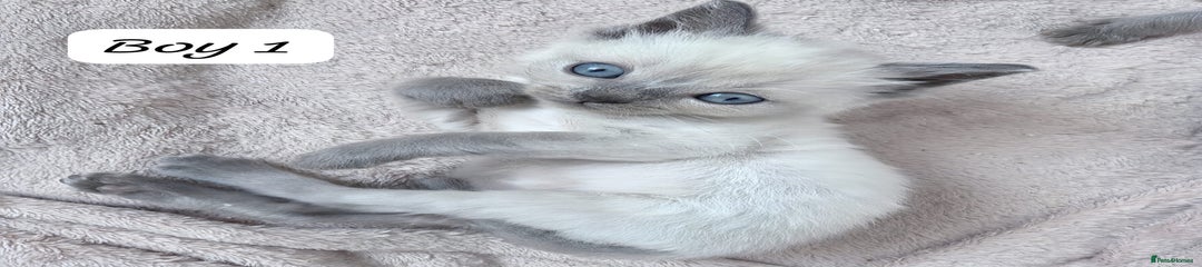 Ragdoll Kitten 1