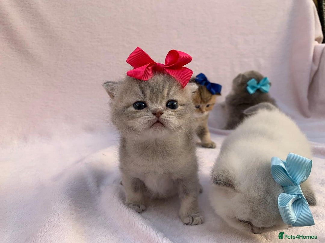 British Shorthair cats for sale: 💕 Pedigree GCCF blue golden British shorthair - Advert 16