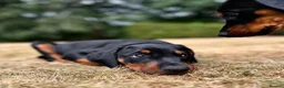 Dobermann dogs for sale: Mr Blue- A truly Free Range Doberman - Advert 24