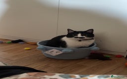 Domestic Shorthair cats for sale: Siblings looking for loving home - Image 8