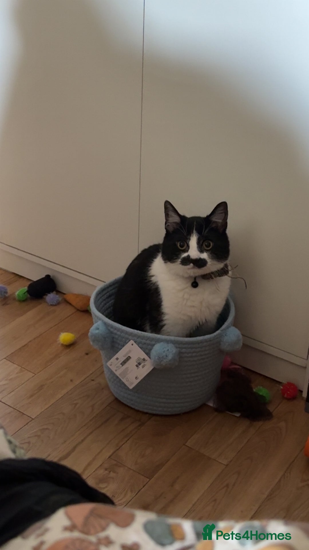 Domestic Shorthair cats for sale: Siblings looking for loving home - Image 8