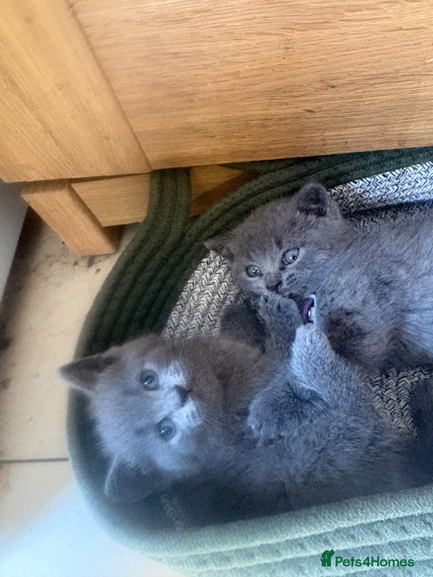 British Shorthair cats for sale: British Shorthair kittens  - Advert 1