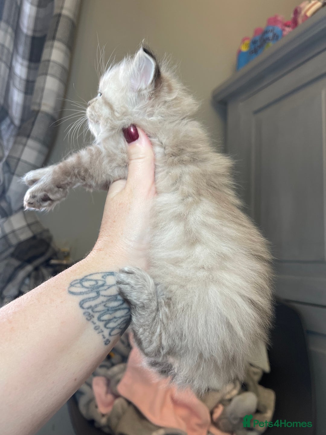 Ragdoll cats for sale: 💫Pedigree Cherubim Ragdolls💫 - Image 3