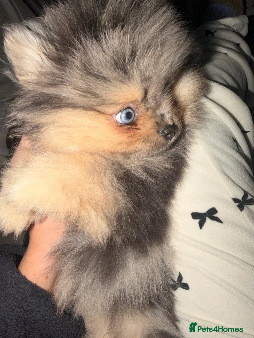 Pomeranian dogs for sale: Pomeranian Merle puppy for sale blue eyes in London - Advert 1