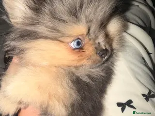 Pomeranian dogs Pomeranian Merle puppy for sale blue eyes in London - Advert 12