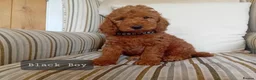 Mini Goldendoodle dogs for sale: Stunning Goldendoodle Puppies - Advert 15