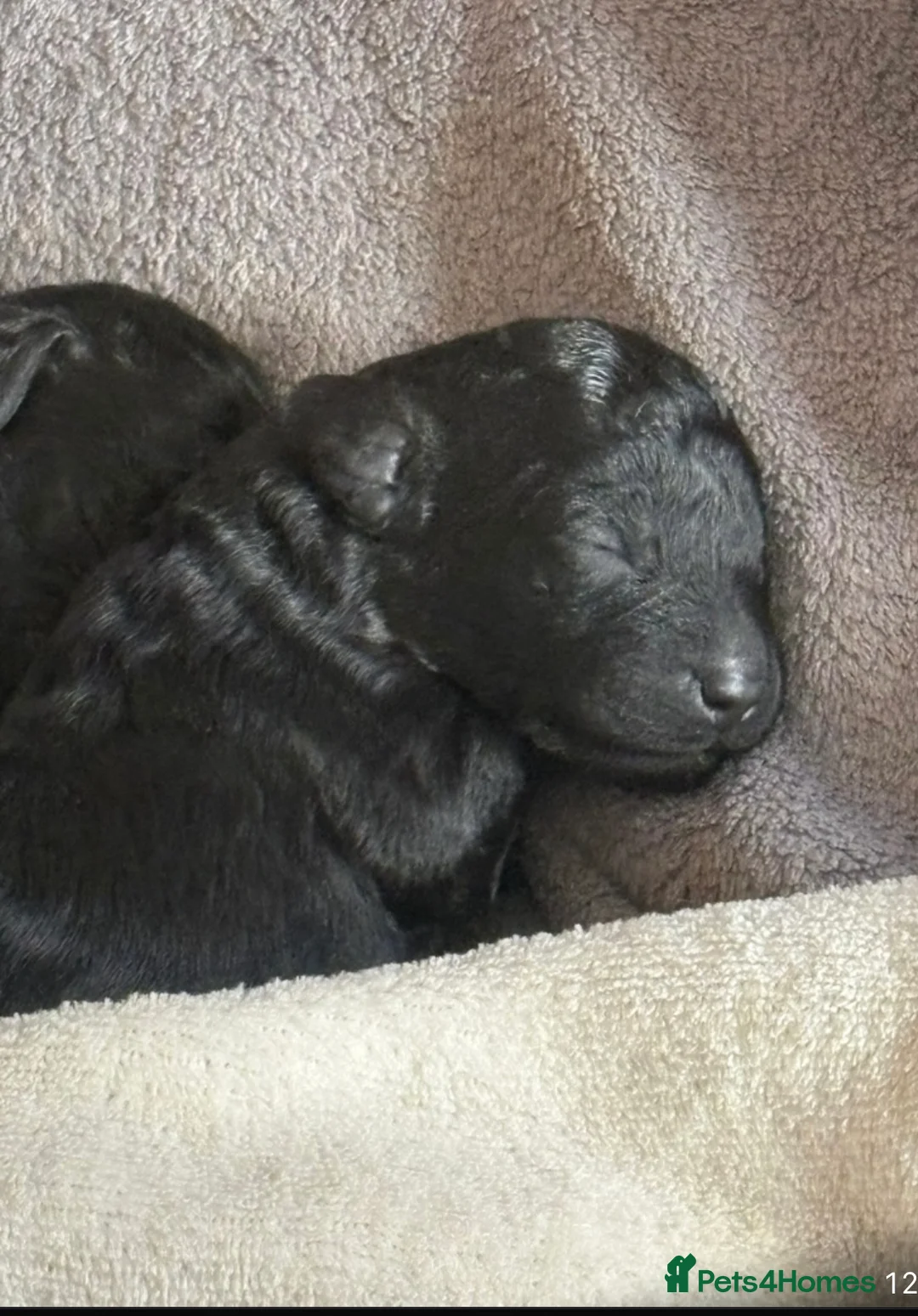 Labradoodle dogs for sale: Miniature labradoodle  in Bury - Advert 2