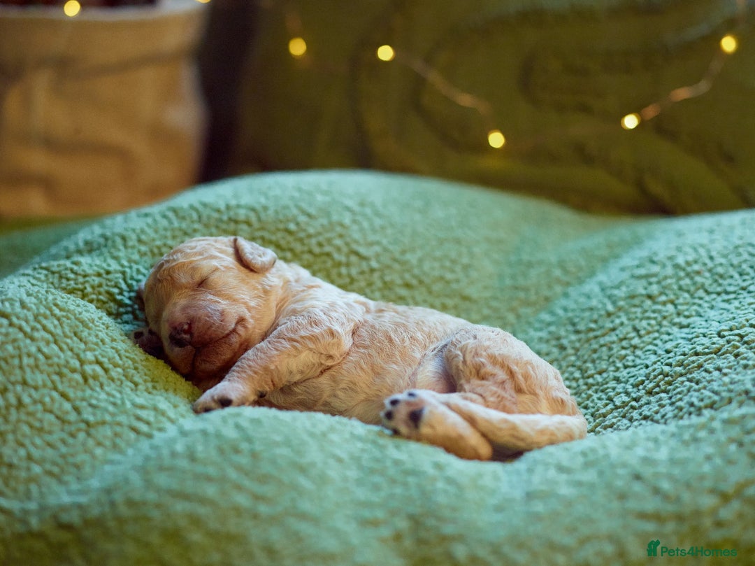 Goldendoodle dogs for sale: Exceptional Medium Goldendoodle pups for sale - Advert 5