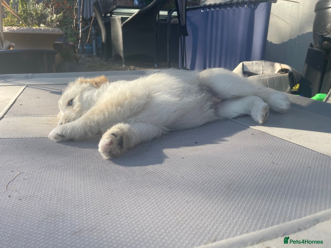 Mixed Breed dogs for sale: Lovely Cockapoo Huskie Cross Male Puppies - Image 10