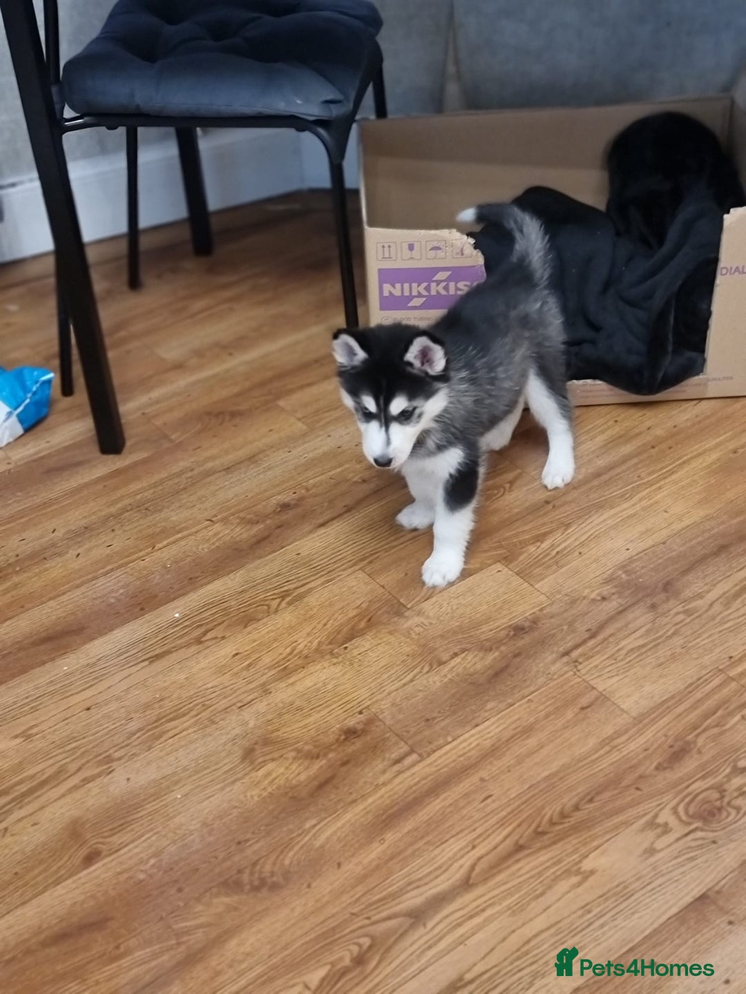 Siberian Husky dogs for sale: Siberian Husky Puppies/8 Weeks Old Glasgow 600each - Advert 10