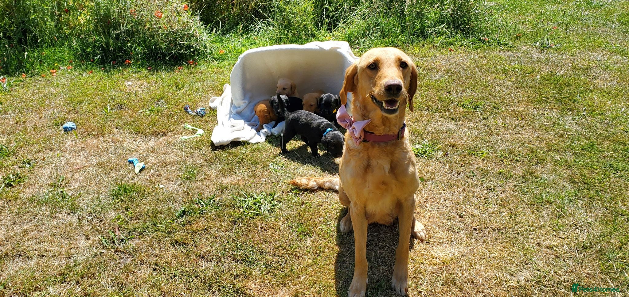 Springador dogs 6 beautiful springador Puppies fo4 sale - Advert 4