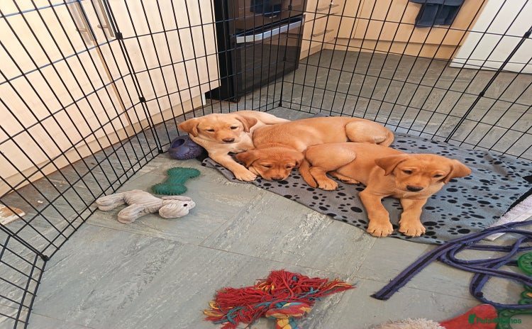 Labrador Retriever dogs - Advert 2