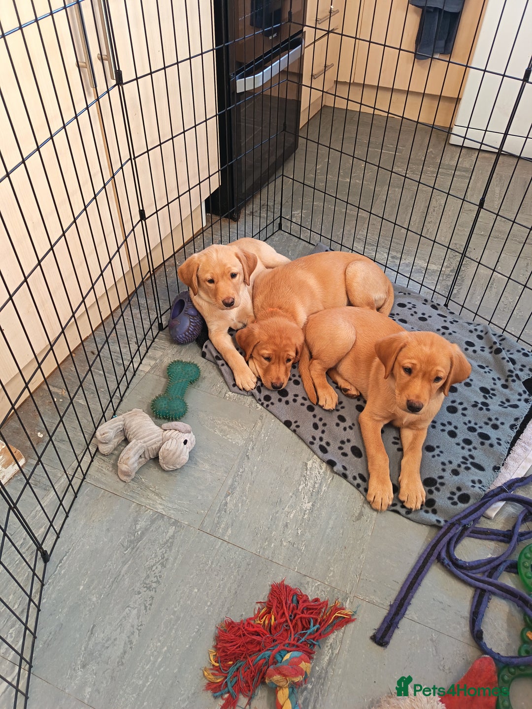Labrador Retriever dogs for sale: Fox Red Labrador puppies  - Image 1