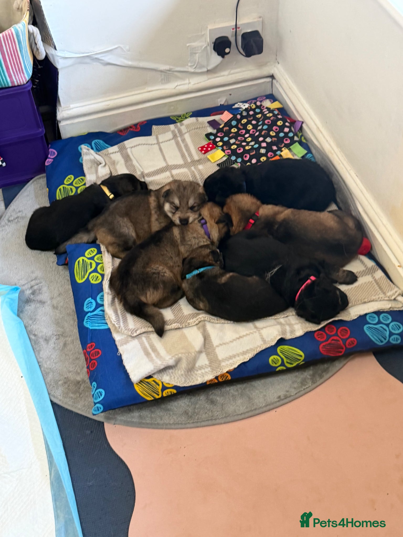 German Shepherd dogs German Shepard puppies  - Advert 7