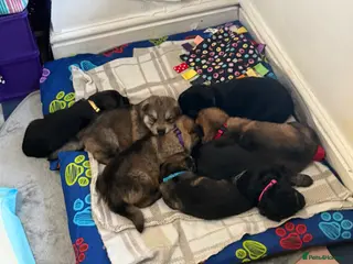 German Shepherd dogs German Shepard puppies - Advert 7