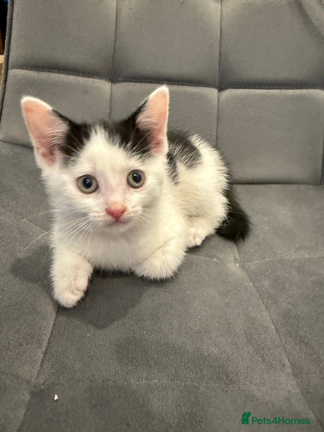 Mixed Breed cats for sale: Kittens for sale - Advert 6