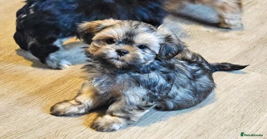 Shih Tzu dogs - Advert 1
