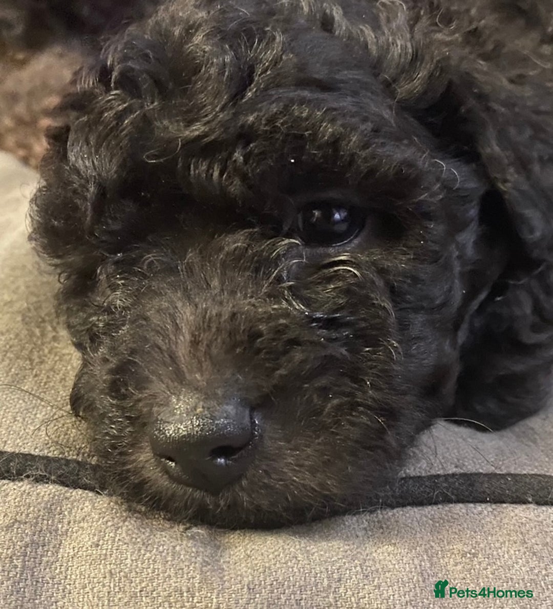 Hungarian Pumi dogs for sale: Rare Breed  - Advert 9