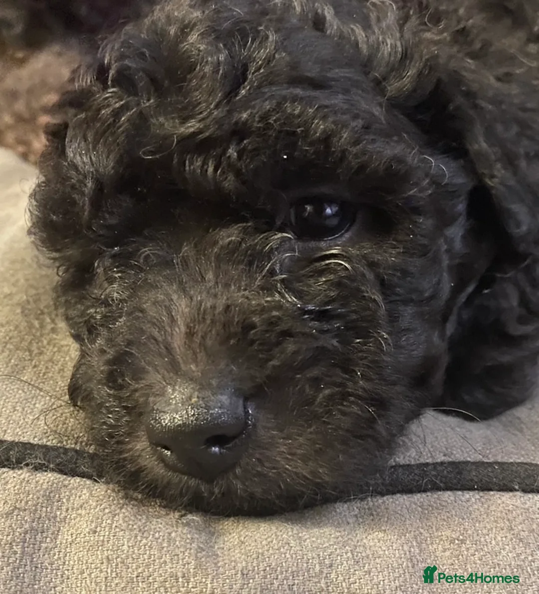 Hungarian Pumi dogs for sale: Rare Breed  - Advert 9