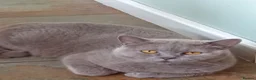 British Shorthair cats for sale: Gorgeous British short-hair girl  - Advert 3