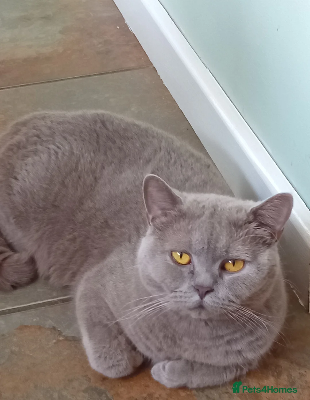 British Shorthair cats for sale: Gorgeous British short-hair girl  - Advert 3