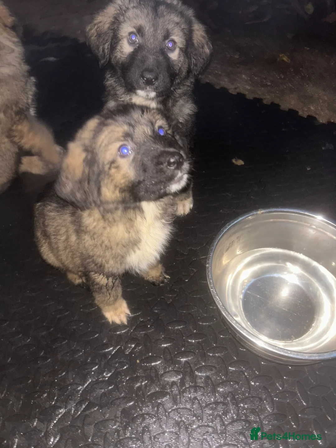 Caucasian Shepherd Dog dogs for sale: Caucasian shepherd puppies  - Advert 1