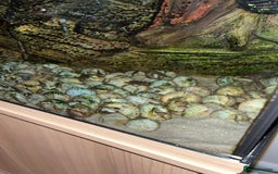 Cichlids fish for sale: Multis Multifasciatus Neolamprologus shell dweller - Image 4